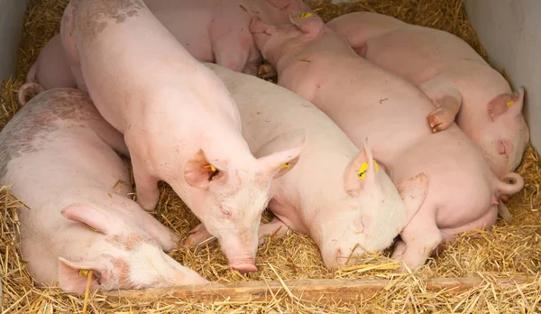 Cerdos Jóvenes Durmiendo Granero —  Fotos de Stock