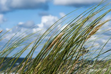 Deniz kıyısı üzerinde çim