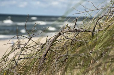 Kumul deniz ve mavi gökyüzü arka planı yamacında çimen