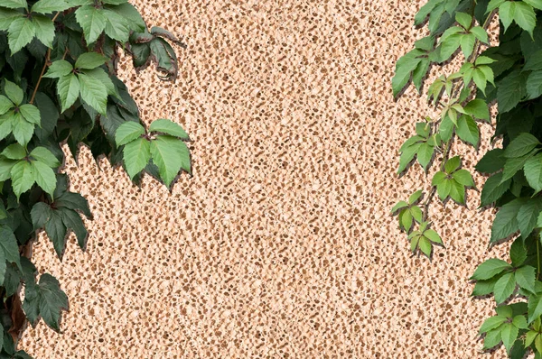 Zielony bluszcz liście ramki ściany porowaty beżowy kamień — Zdjęcie stockowe