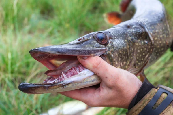 Pesca Lucio Grande Las Manos —  Fotos de Stock