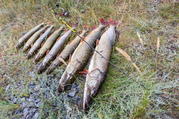 Fiske Stor Gädda Och Spinning Med Spole Gräset — Stockfoto