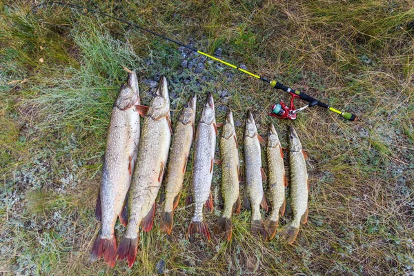 Рыбалка Большая Большая Щука Вращение Катушкой Траве — стоковое фото