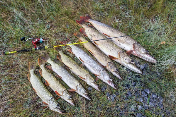 Fiske Stor Gädda Och Spinning Med Spole Gräset — Stockfoto