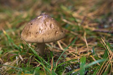 Yosun içinde boletus mantarı.