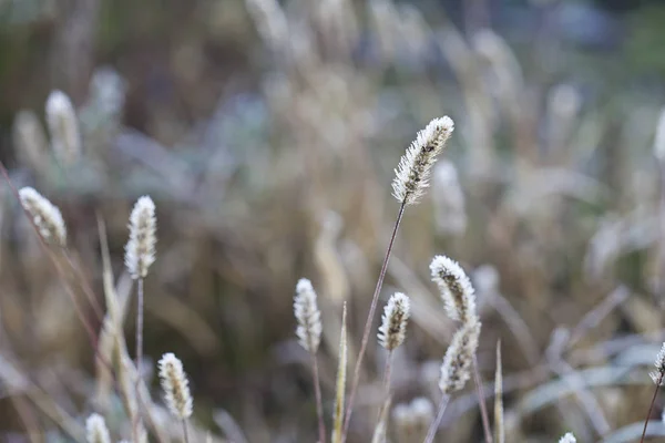 Plantas Delicadas Com Geada Dia Inverno Frio — Fotografia de Stock