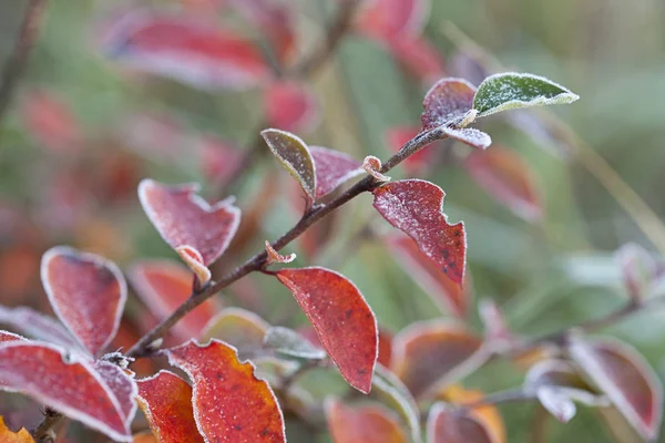 Kolorowych Liści Jesienią Szron — Zdjęcie stockowe