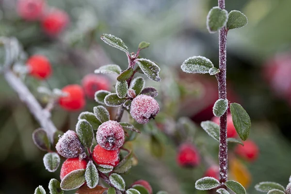 Bacche Rosse Con Hoarfrost — Foto Stock