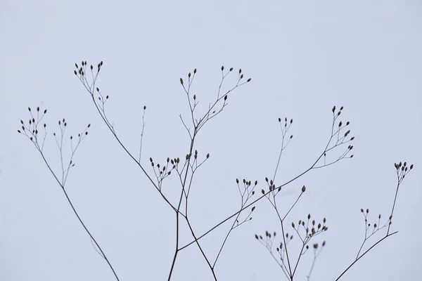 Hoarfrost Soğuk Kış Işık Ile Hassas Bitkiler — Stok fotoğraf