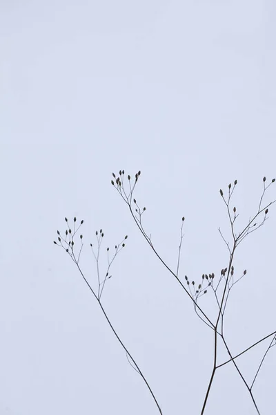 Hoarfrost Soğuk Kış Işık Ile Hassas Bitkiler — Stok fotoğraf