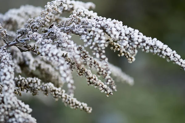 Roślin Szron Chłodne Zimowe Wieczory — Zdjęcie stockowe
