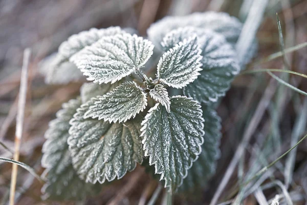 Foglie Verdi Con Hoarfrost — Foto Stock