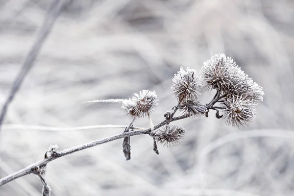 Plantes Délicates Avec Gelée Blanche Par Temps Froid Hiver — Photo