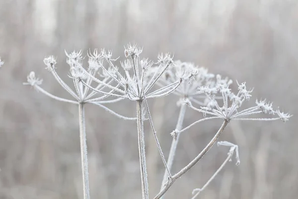 Zarte Pflanzen Mit Raureif Kalten Wintertagen — Stockfoto