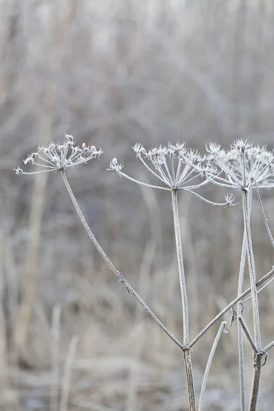 Plantes Délicates Avec Gelée Blanche Par Temps Froid Hiver — Photo