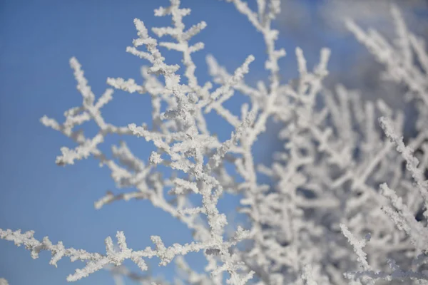 Delicadas Plantas Con Escarcha Frío Día Invierno — Foto de Stock