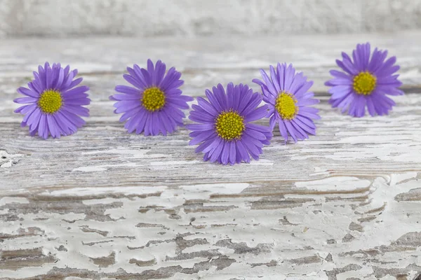 Kleine lila Gänseblümchen auf Holz — Stockfoto