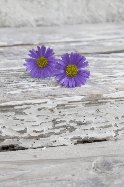 Dos pequeñas flores de margarita púrpura en madera — Foto de Stock