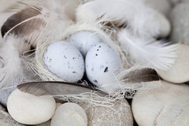 Kuşlar yumurta ve çakıl