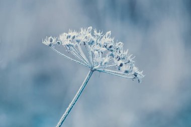 Kışın Kuru Hassas bitkiler