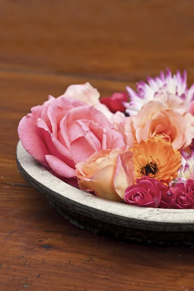 カラフルな秋の花 — ストック写真