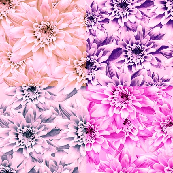 Pink dahlia flower design — Stock Photo, Image