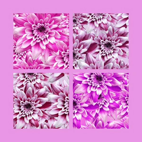 Květinovým vzorem růžové dahlia — Stock fotografie