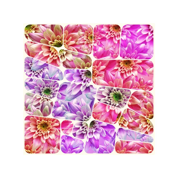 Dalia rosa diseño de flores — Foto de Stock