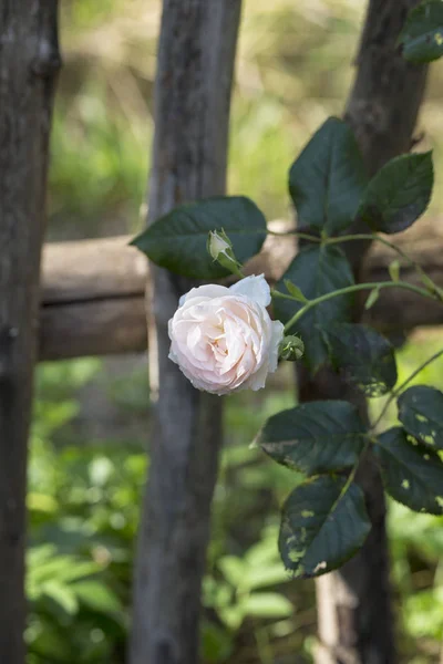 Landgarten Rose und Zaun — Stockfoto