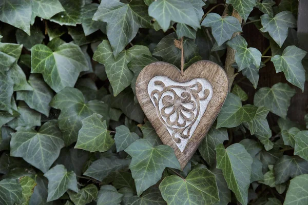 Coeur en bois en lierre — Photo
