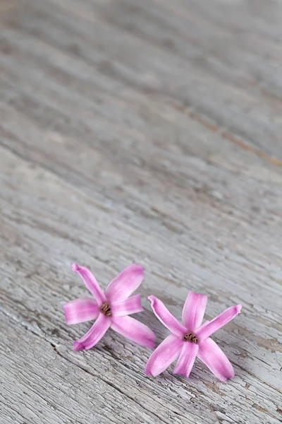 Kleine roze hyacinten bloemen — Stockfoto