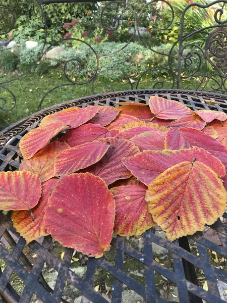 Coloful Autumn Leaf Still Life — Stock Photo, Image