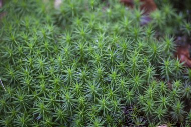 taze yeşil yosun arka plan