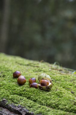 Taze yeşil yosun üzerinde kestane ile sonbahar natürmort
