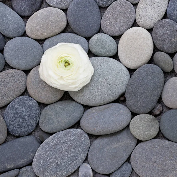 Pebble bloem Zen stijl achtergrond — Stockfoto