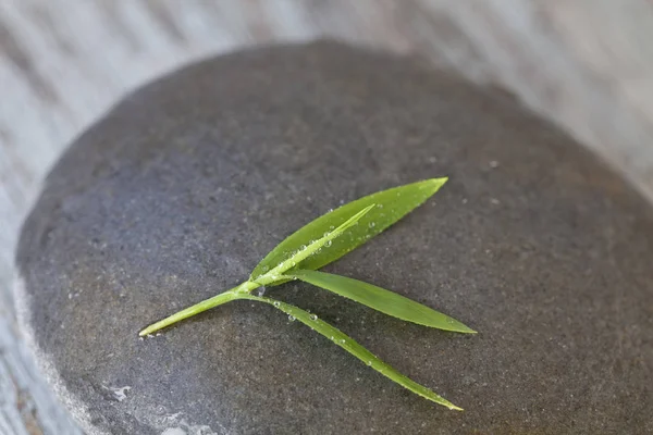 Zen Style Zátiší Jemné Bambusové Listy — Stock fotografie