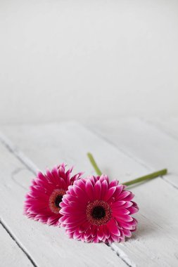 Kopya alanı ile ahşap beyaz papatya pembe gerbera çiçek