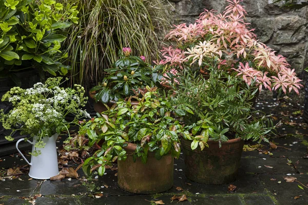 Töpfe Mit Blumen Einer Gartenlaube Einem Regnerischen Tag — Stockfoto