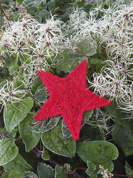 Red Christmas Star Frosty Leaves Cold Winter Day — Stock Photo, Image