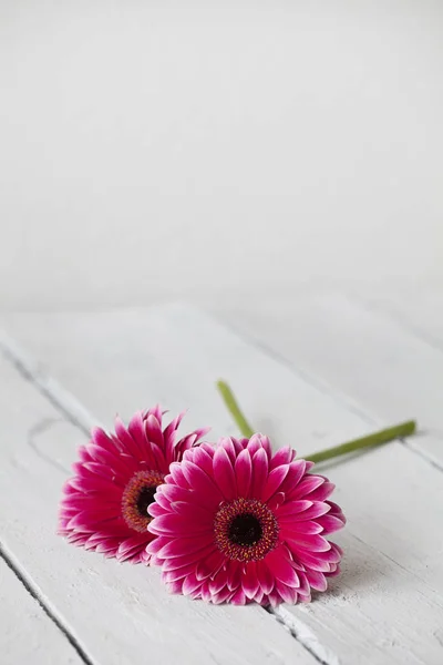 Roze Daisy Gerbera Bloem Wit Hout Met Kopie Ruimte — Stockfoto