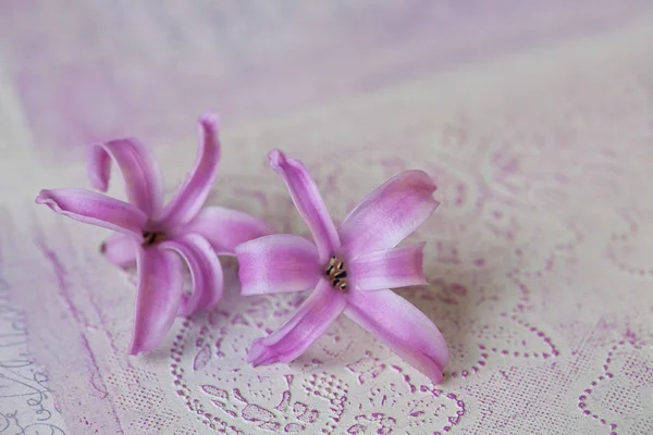 Tiny Little Pink Hyacinth Flowers Textured Pink Background Close Copy — Stock Photo, Image