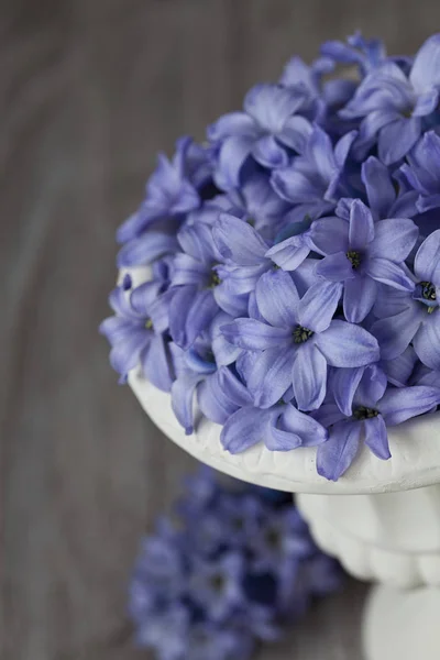 Flores Jacinto Roxo Azul Fresco Vaso Flores Vintage — Fotografia de Stock