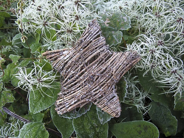 Étoile Noël Osier Sur Des Feuilles Gelées Par Une Froide — Photo