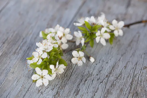 Galho Com Flor Cereja Branca Delicada Madeira Angustiada — Fotografia de Stock