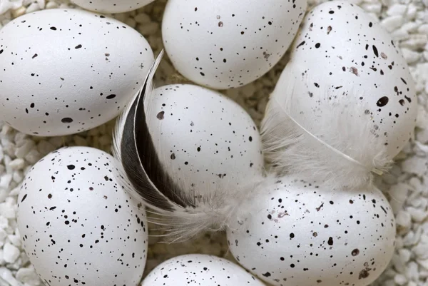 Aves Blancas Moteadas Huevos Con Plumas —  Fotos de Stock