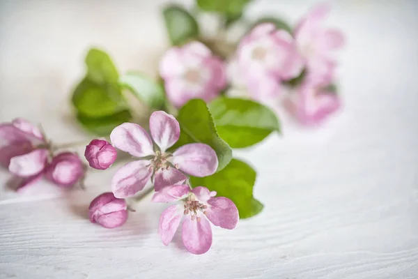 Delikatne różowe Apple Blossom — Zdjęcie stockowe