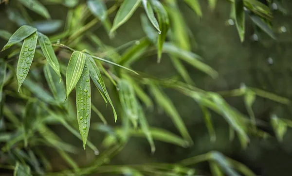 Feuilles de bambou vert frais avec gouttes d'eau — Photo