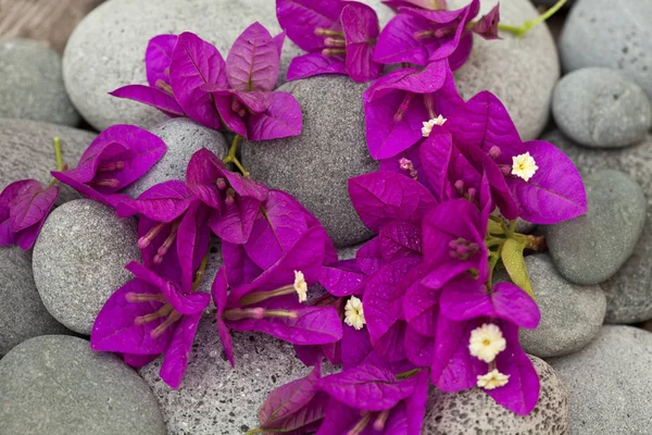 Bright Pink Bougainvillea Flowers — Stock Photo, Image