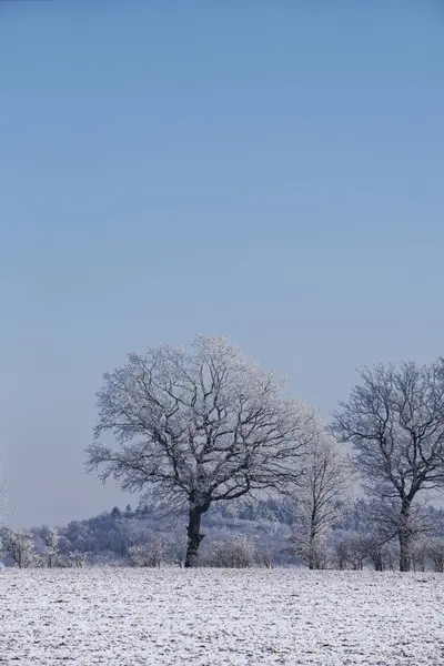 Snow Covered Trees In North Germany — Stock Photo, Image