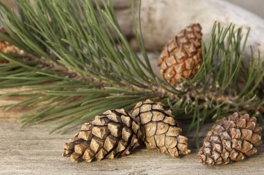 çam kozalakları yakın çekim